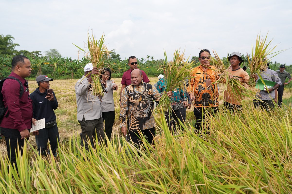 Pemprov Papua Optimalkan Mekanisasi untuk Percepat Tanam dan Panen Padi