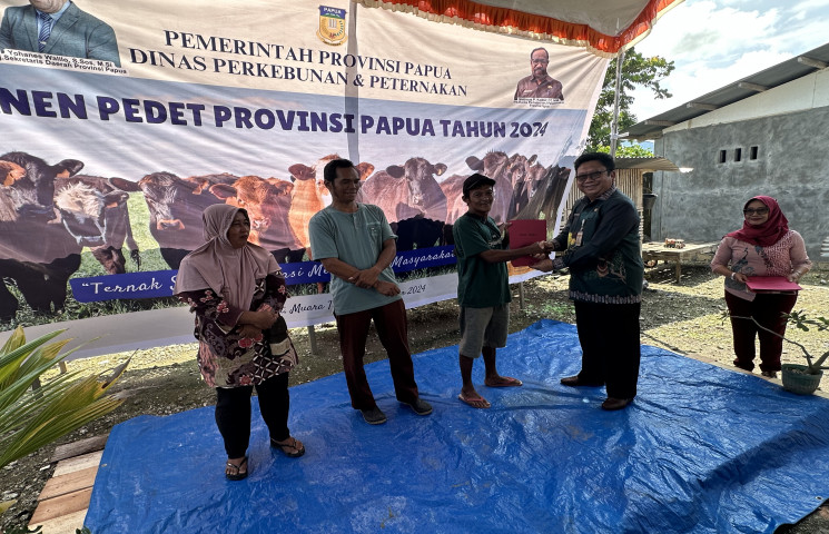 Pemprov Papua Galakkan Program IB Tingkatkan Populasi Ternak Sapi