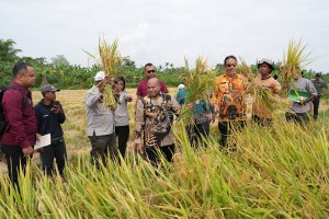 Pemprov Papua Optimalkan Mekanisasi untuk Percepat Tanam dan Panen Padi